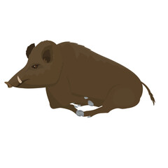 Wild boar. Wild pig, vector illustration