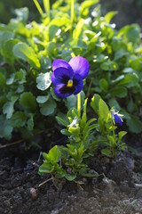 blue and purple flowers 