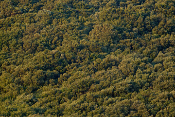 Trees on a hill as a background or texture