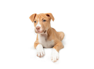 Isolated puppy hanging or dangling over table and looking at camera. Cute curios puppy dog with interested body language. 9 weeks old, female Boxer Pitbull mix breed, fawn or brown. Selective focus.
