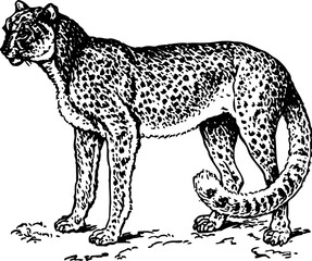 Leopard isolated on white