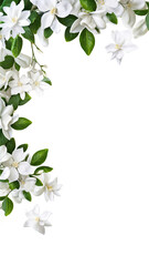 delicate jasmine flowers as a frame border, isolated with negative space for layouts
