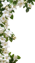 delicate jasmine flowers as a frame border, isolated with negative space for layouts