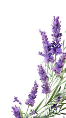 enchanting lavender sprigs as a frame border, isolated with negative space for layouts