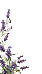 Fototapeta premium enchanting lavender sprigs as a frame border, isolated with negative space for layouts