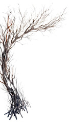 flowing willow branches as a frame border, isolated with negative space for layouts