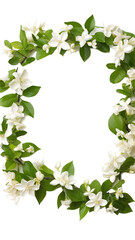 Obraz premium fragrant jasmine blossoms as a frame border, isolated with negative space for layouts