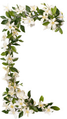 Fototapeta premium fragrant jasmine blossoms as a frame border, isolated with negative space for layouts