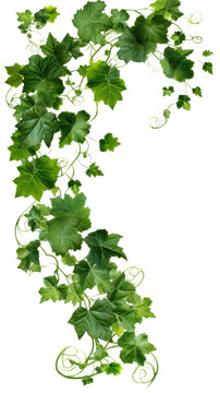 spiraling vine tendrils as a frame border, isolated with negative space for layouts
