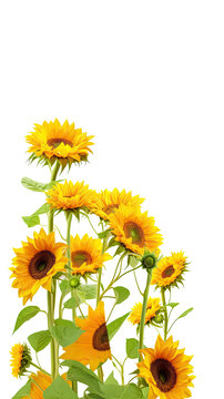 towering sunflower stalks as a frame border, isolated with negative space for layouts