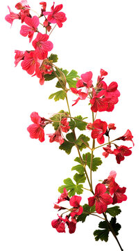 vibrant geranium blossoms as a frame border, isolated with negative space for layouts