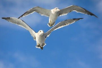 white seagull soar in the azure sky.