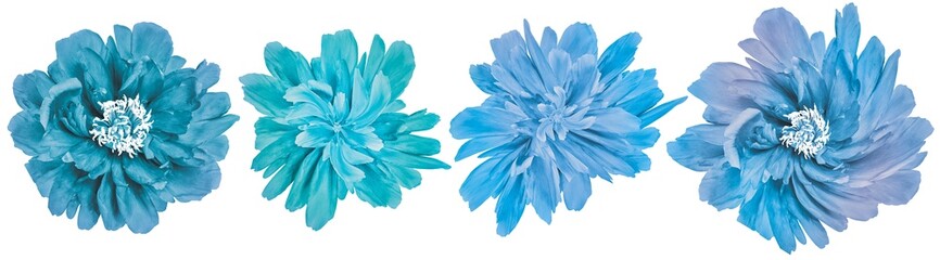 Set  blue peonies  flowers   on white isolated background with clipping path. Closeup..  Nature. © nadezhda F