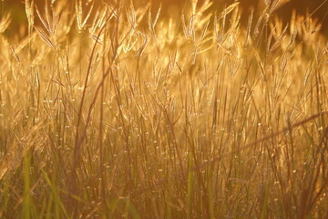 The flowers were lit by golden light.