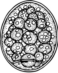 Cell isolated on white