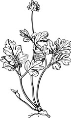 Fototapeta na wymiar Plant isolated on white