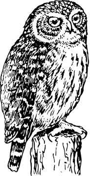 Horned owl isolated on white