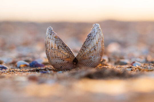 Close-up of an open seashell on the seashell sand on the beach. One empty double-leaf shell on the beach by the sea