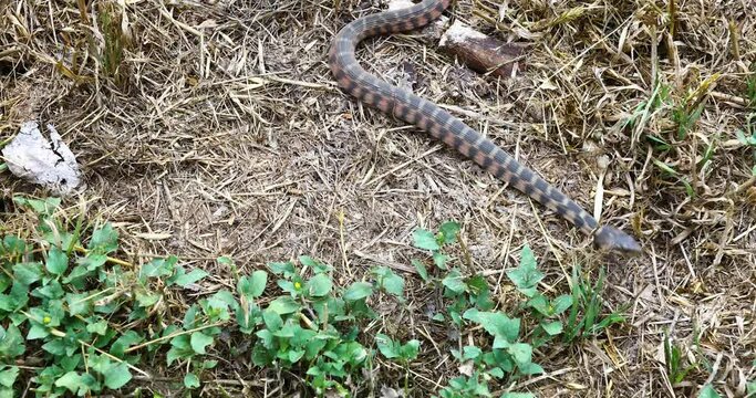 This is a video of a Blotched Watersnake Nerodia erythrogaster transversa crawling in grass.