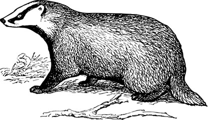 European Badger cub isolated on white © Designpics