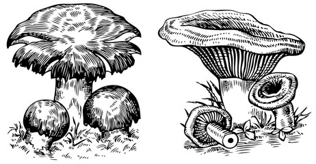 Mushrooms isolated on white