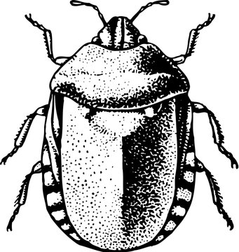 Bedbug (Eurygaster integriceps) isolated on white