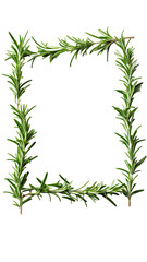 aromatic rosemary sprigs as a frame border, isolated with negative space for layouts