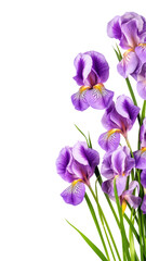 elegant iris flowers as a frame border, isolated with negative space for layouts