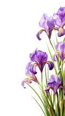 elegant iris flowers as a frame border, isolated with negative space for layouts