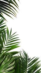 majestic palm fronds as a frame border, isolated with negative space for layouts