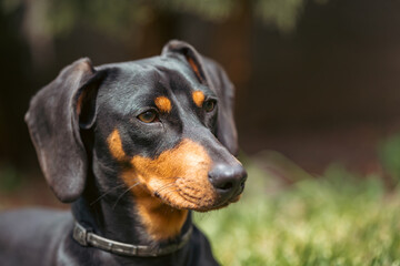 A cute dachshund in a  lush spring garden