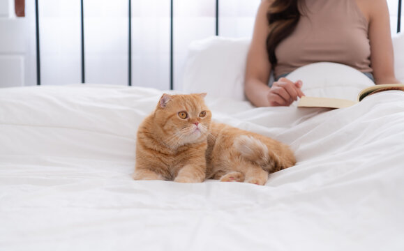 An intelligent Persian cat and owner playing together in bed
