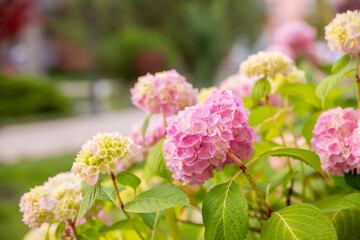 pink hydrangea macrophylla or hortensia shrub in full bloom in a flower pot, with fresh green leaves in a garden in a sunny summer day.Blooming Hydrangea