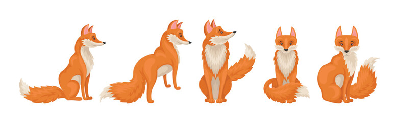 Red Fox Forest Animal with Pointed Ears and Bushy Tail Vector Set