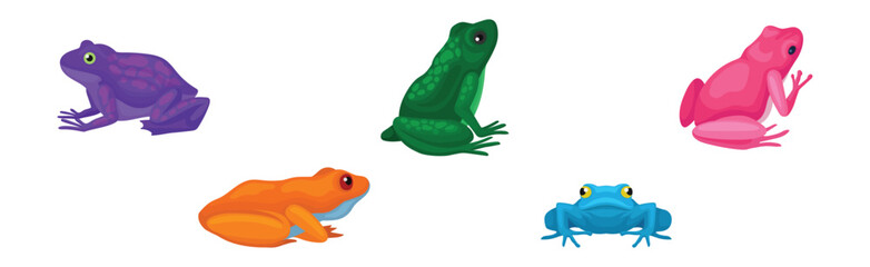 Tropical Colorful Amphibian Frog and Toad Vector Set