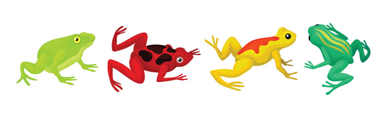 Tropical Colorful Amphibian Frog and Toad Vector Set