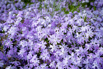 Background wallpaper of subulata phlox delicate purple color