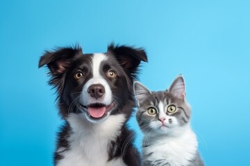 Naklejka na ściany i meble cat kitten and a Border Collie dog. Generative AI