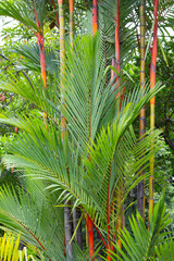 Sealing wax palm (Cyrtostachys renda). Colorful tropical palm tree