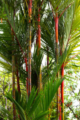 Sealing wax palm (Cyrtostachys renda). Colorful tropical palm tree