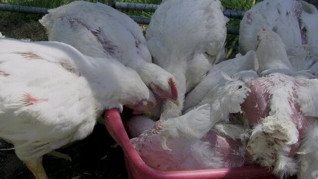 Slow motion of bunch of young white broilers feeding while being held in enclosure in the back yard cage free organically raised for upmost meat quality.