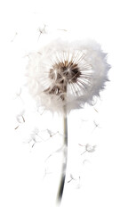 whirling dandelion fluff as a frame border, isolated with negative space for layouts