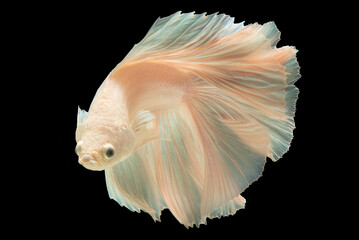 White betta fish, Moving moment beautiful of Siamese Fighting fish in Thailand, Betta splendens (biting fish).