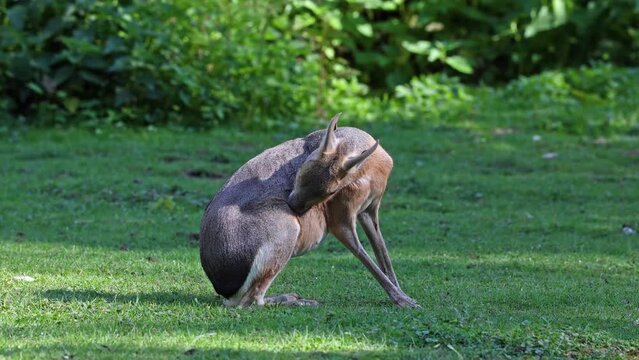 Patagonian Mara, Dolichotis patagonum. These large relatives of guinea pigs are common in the Patagonian steppes of Argentina but live in other areas of South America as well such as Paraguay.