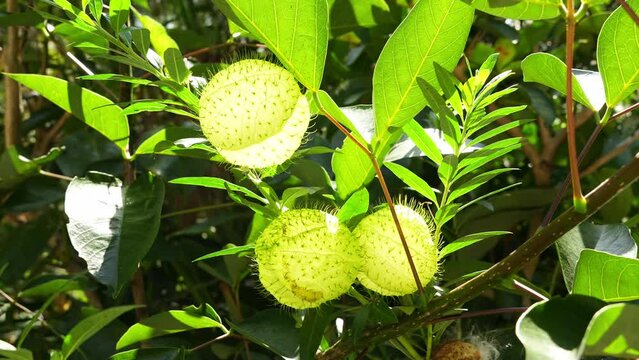 Gomphocarpus physocarpus, commonly known as hairy balls, balloonplant, balloon cotton-bush, bishop's balls, nailhead, or swan plant, is a species of dogbane.