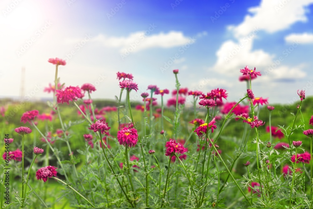 Sticker Multicolored fresh wild flowers in meadow