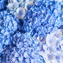 Beautiful blue hydrangea flowers in a vase on a table . Bouquet of blue pink flower. Decoration of home. Wallpaper and background. fuchsia color © malkovkosta