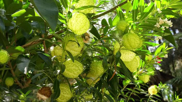 Gomphocarpus physocarpus, commonly known as hairy balls, balloonplant, balloon cotton-bush, bishop's balls, nailhead, or swan plant, is a species of dogbane.