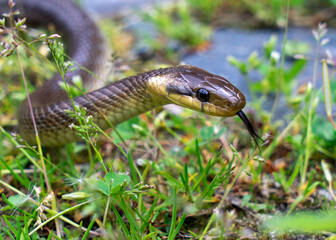 The Aesculapian snake, snake in the grass
