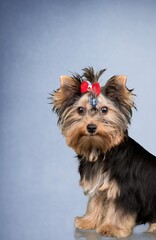 Happy young smart dog on a background.